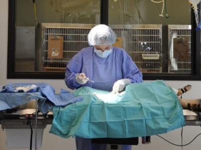 Veterinarian performing surgery on a dog on an operating table.