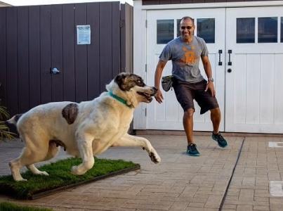 Man in Best Friends shirt playing with dog outside.