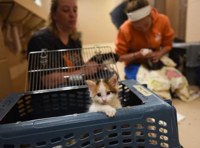 Kitten sitting up out of crate.