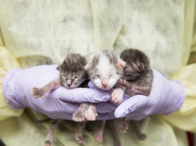Three neonatal kittens held up.