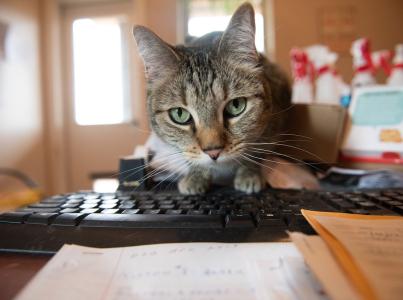 Svetlana the cat standing on a keyboard.