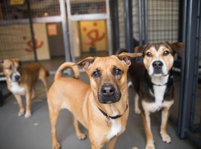 Three dogs stand together looking with curious expressions.