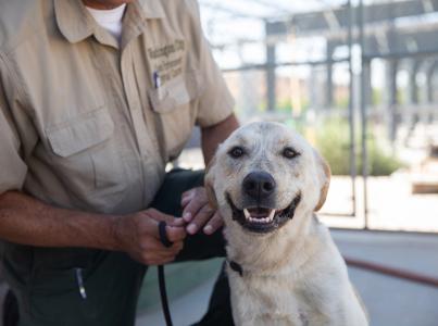 ACO holding dog outside.