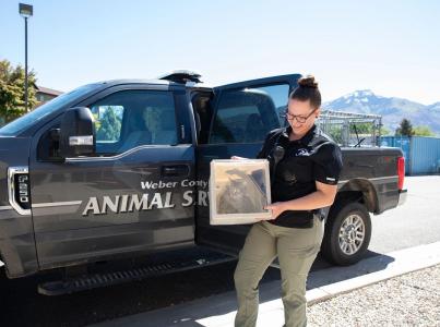 ACO bringing cat into shelter