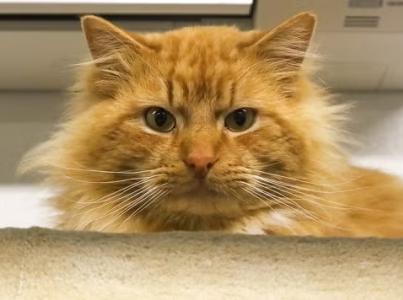 Orange cat looking ominously at camera.