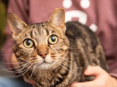 Cat looking at camera.