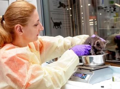 Kitten volunteer weighing kitten