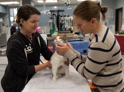 Dr. Erin handling a cat