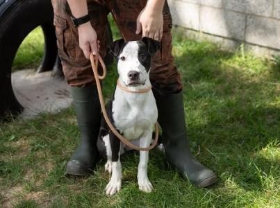 Dog sitting patiently