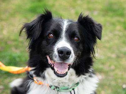 Agatha, a black and white border collie type dog outside on a leash
