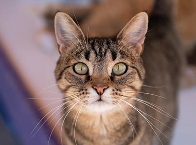 Brown tabby cat with outstretched whiskers