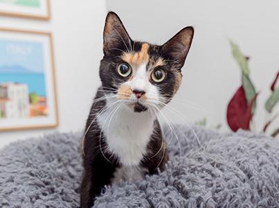Calico cat on a fluffy gray cat bed in a home