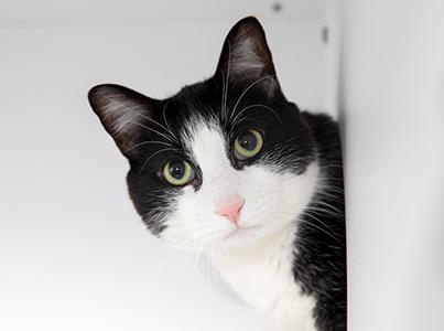 Black and white cat with a white background