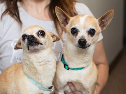 Two small dogs sitting with a person
