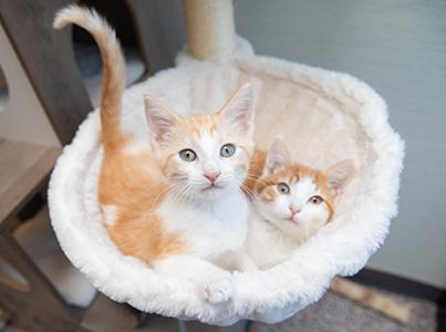 Two orange and white kittens in a hammock on a cat tree