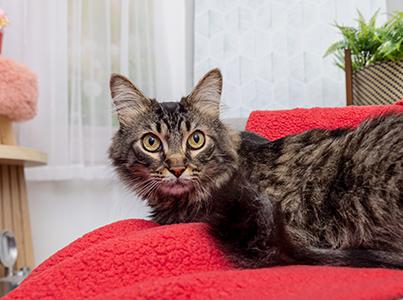 Brown tabby cat on a red blanket