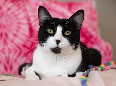 Black and white cat with a pink tie dye background