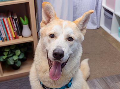 Blond shepherd with tongue out beside a bookshelf