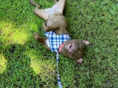 Happy brown dog wearing a harness and leash rolling upside-down in green grass
