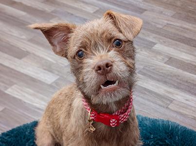 Tan terrier-type scruffy dog wearing a red collar
