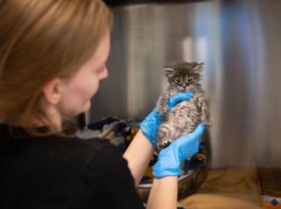 Shelter employee in gloves holding up a kitten