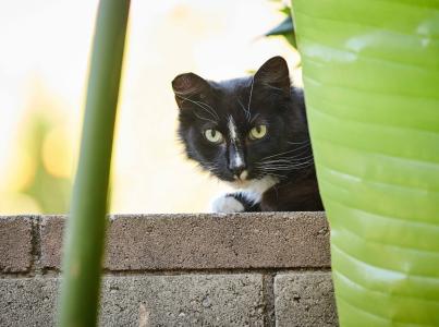 Black and white ear-tipped community cat on a brick wall