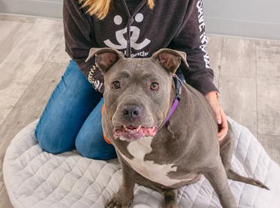 person in Best Friends hoodie sitting on floor with brown dog