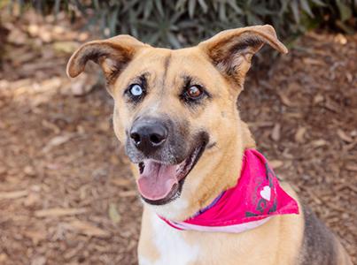 Shepherd type dog with one blue eye and one brown eye wearing a pink bandanna