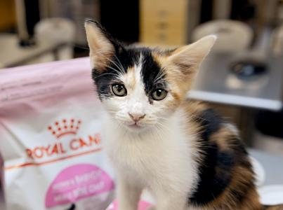 white and calico kitten sitting among food pantry items