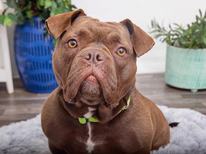 Brown bulldog-type dog with pots of plants behind her