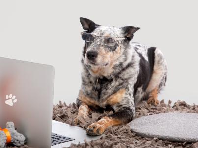 dog wearing glasses looking at computer