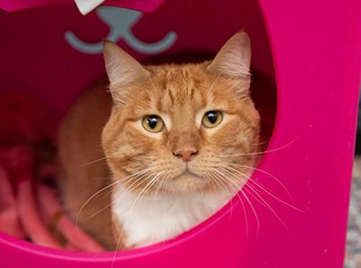 Orange and white tabby cat in a pink enclosed cat bed