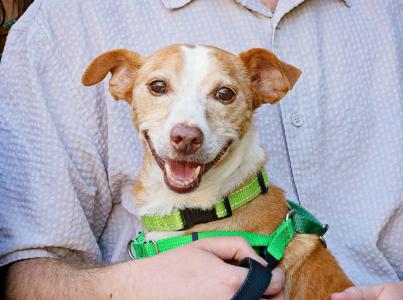 man holding small brown and white dog