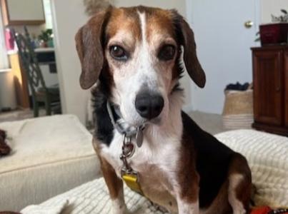 Josh Allen the beagle mix dog on a piece of furniture