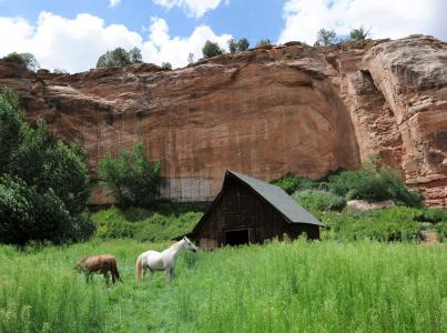 Horses in front of the "Disney barn" in a field of green grass with a red cliff behind them at Best Friends Animal Sanctuary