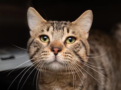 Brown tabby cat face