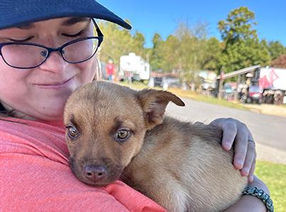 Person holding a brown puppy