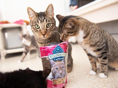 Cats looking at a Blue Buffalo treat bag with interest