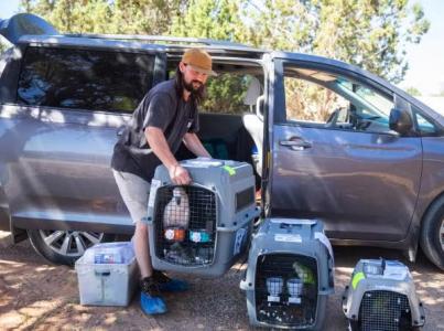 Person moving a cat carrier while standing next to a van