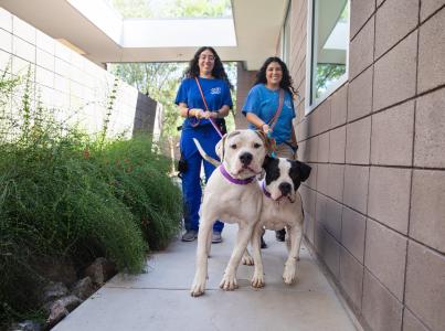 Staff walks dogs at Pima Animal Care Center, a Best Friends Network Partner