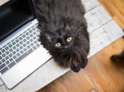 long-haired black cat lying on laptop keyboard