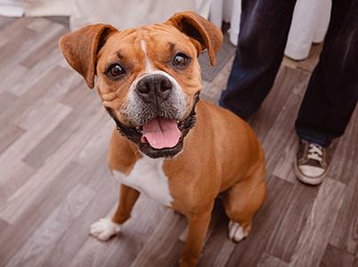 Brown and white boxer-type dog on a wooden floor with a person's legs behind her