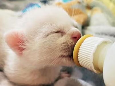 white neonatal kitten being bottle fed