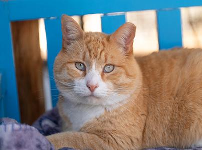 Orange and white cat on a blue wooden chair
