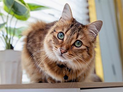 Green-eyed cat on a windowsill next to a plant