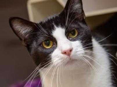 black and white cat