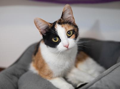 Calico cat in a cat bed