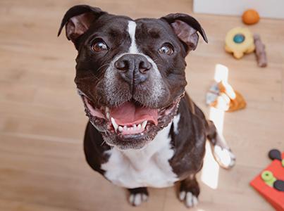 Large-headed black and white dog smiling beside some toys
