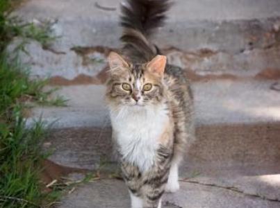 calico and white cat outside on concrete step