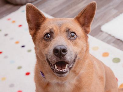 Smiling red heeler type dog on a polka dot carpet